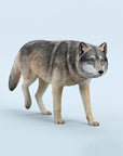 JxK.Studio - JXK223A1 - Common Gray Wolf (1/6 Scale)