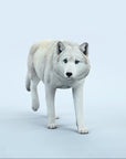 JxK.Studio - JXK223A3 - Common Gray Wolf (1/6 Scale)