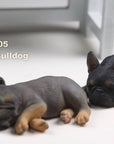 MR.Z - Real Animal Series No.9 - 1/6th Scale French Bulldog (Sleep Mode) 001-005 - Marvelous Toys