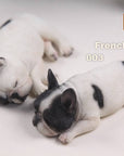 MR.Z - Real Animal Series No.9 - 1/6th Scale French Bulldog (Sleep Mode) 001-005 - Marvelous Toys