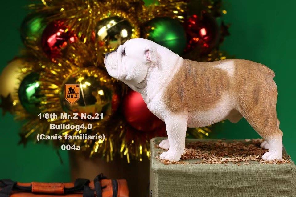 Mr. Z - Real Animal Series No. 21 - British Bulldog 4.0 004a+b (1/6 Scale) - Marvelous Toys