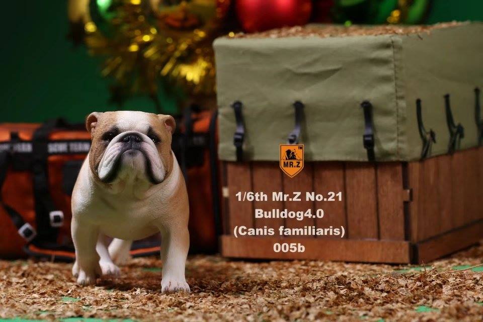Mr. Z - Real Animal Series No. 21 - British Bulldog 4.0 005a+b (1/6 Scale) - Marvelous Toys