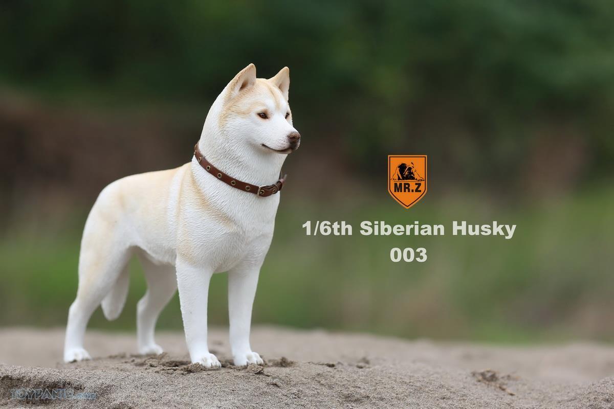Mr. Z - Real Animal Series No. 16 - Siberian Husky 003 (1/6 Scale) - Marvelous Toys