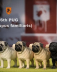 Mr. Z - Real Animal Series No. 18 - Pug 004 (Black) (1/6 Scale) - Marvelous Toys
