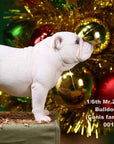 Mr. Z - Real Animal Series No. 21 - British Bulldog 4.0 001a+b (1/6 Scale) - Marvelous Toys