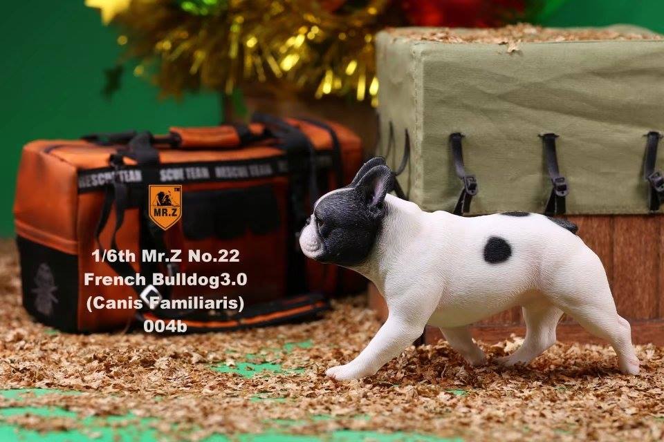 Mr. Z - Real Animal Series No. 22 - French Bulldog 3.0 004a+b (1/6 Scale) - Marvelous Toys