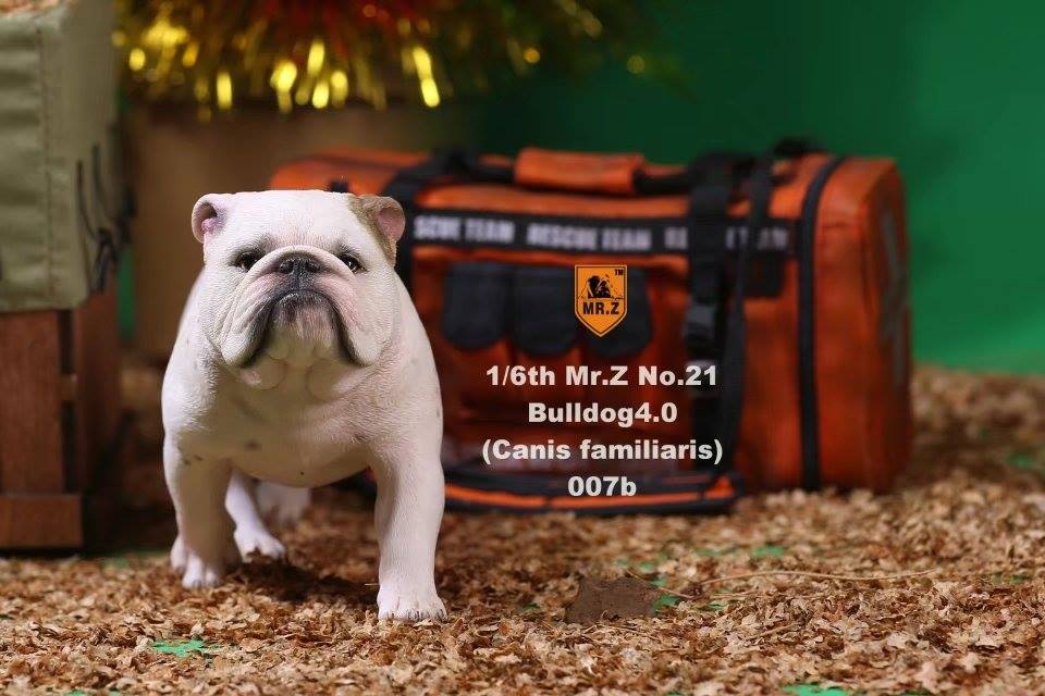 Mr. Z - Real Animal Series No. 21 - British Bulldog 4.0 007a+b (1/6 Scale)