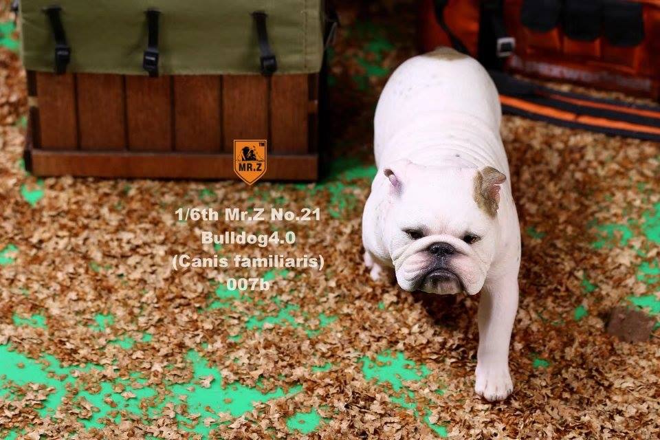 Mr. Z - Real Animal Series No. 21 - British Bulldog 4.0 007a+b (1/6 Scale)