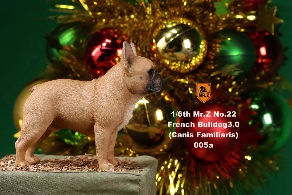 Mr. Z - Real Animal Series No. 22 - French Bulldog 3.0 005a+b (1/6 Scale) - Marvelous Toys