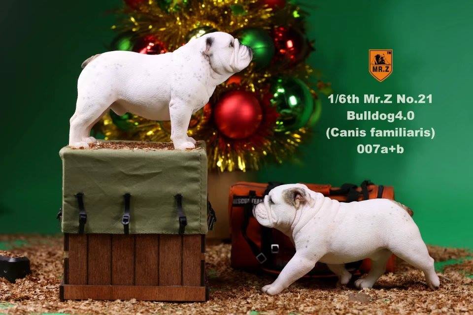 Mr. Z - Real Animal Series No. 21 - British Bulldog 4.0 007a+b (1/6 Scale) - Marvelous Toys