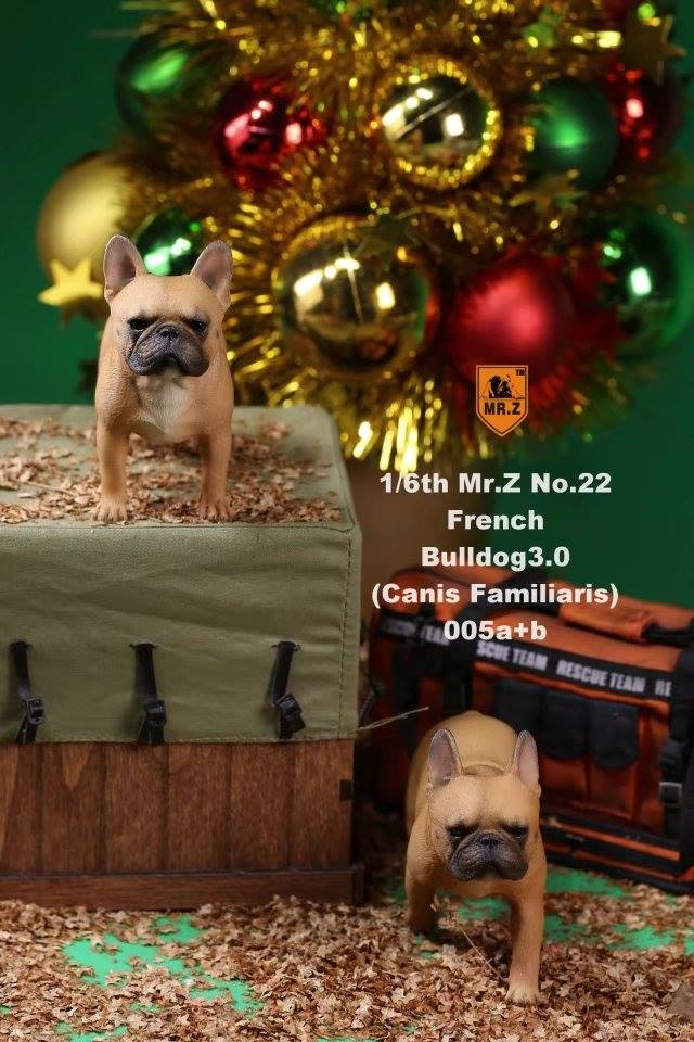 Mr. Z - Real Animal Series No. 22 - French Bulldog 3.0 005a+b (1/6 Scale)