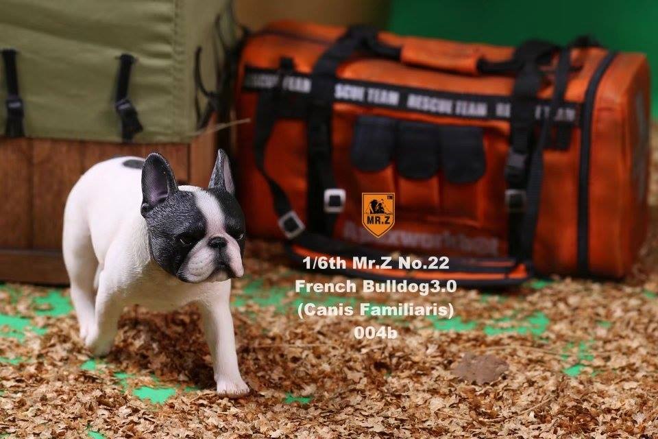 Mr. Z - Real Animal Series No. 22 - French Bulldog 3.0 004a+b (1/6 Scale)