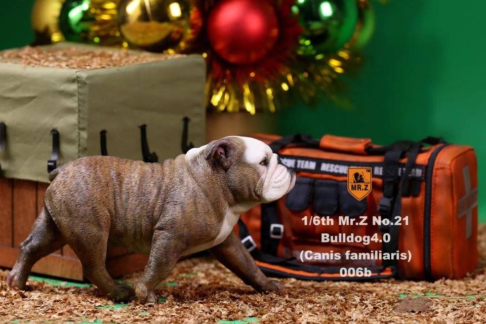Mr. Z - Real Animal Series No. 21 - British Bulldog 4.0 006a+b (1/6 Scale) - Marvelous Toys