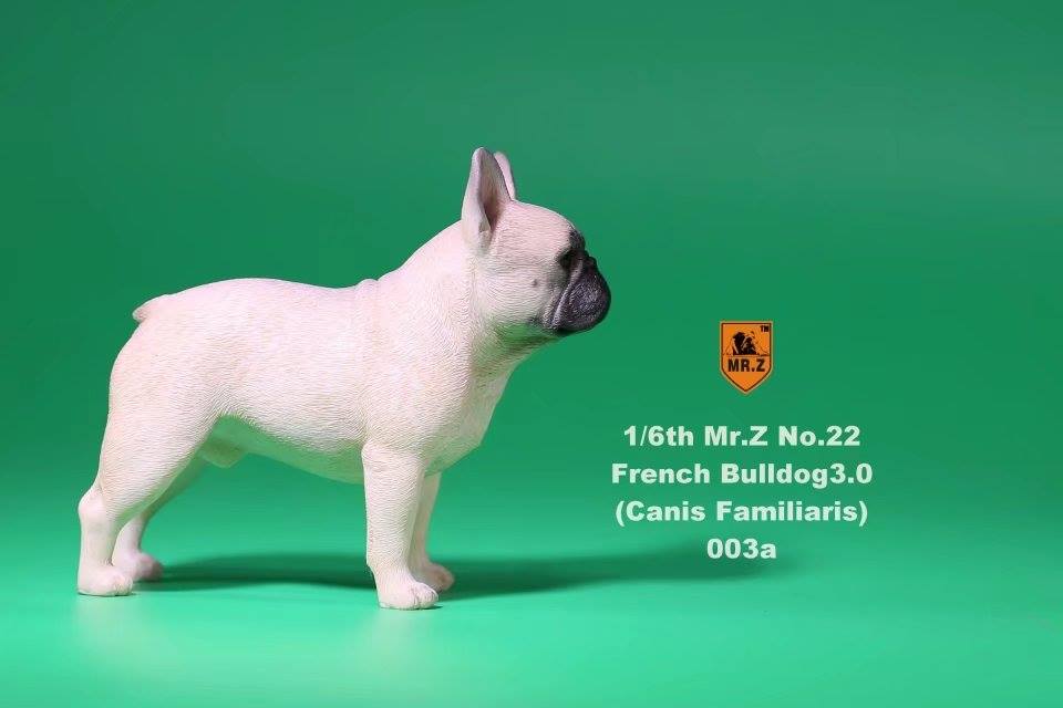 Mr. Z - Real Animal Series No. 22 - French Bulldog 3.0 003a+b (1/6 Scale) - Marvelous Toys
