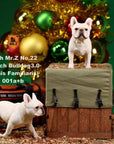 Mr. Z - Real Animal Series No. 22 - French Bulldog 3.0 001a+b (1/6 Scale) - Marvelous Toys