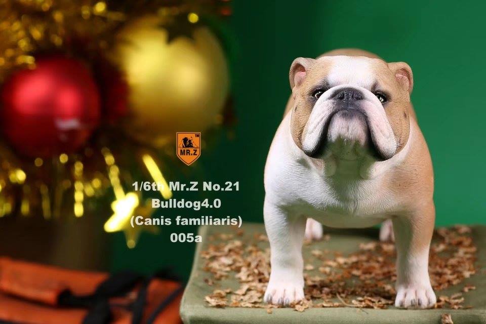 Mr. Z - Real Animal Series No. 21 - British Bulldog 4.0 005a+b (1/6 Scale)