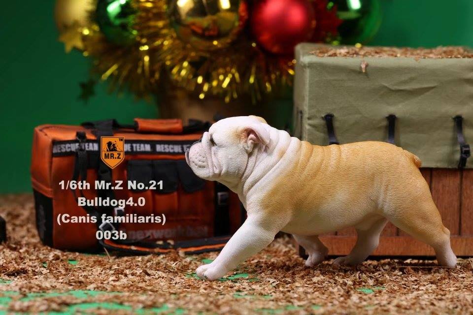 Mr. Z - Real Animal Series No. 21 - British Bulldog 4.0 003a+b (1/6 Scale) - Marvelous Toys