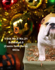 Mr. Z - Real Animal Series No. 21 - British Bulldog 4.0 003a+b (1/6 Scale) - Marvelous Toys