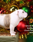 Mr. Z - Real Animal Series No. 21 - British Bulldog 4.0 002a+b (1/6 Scale) - Marvelous Toys