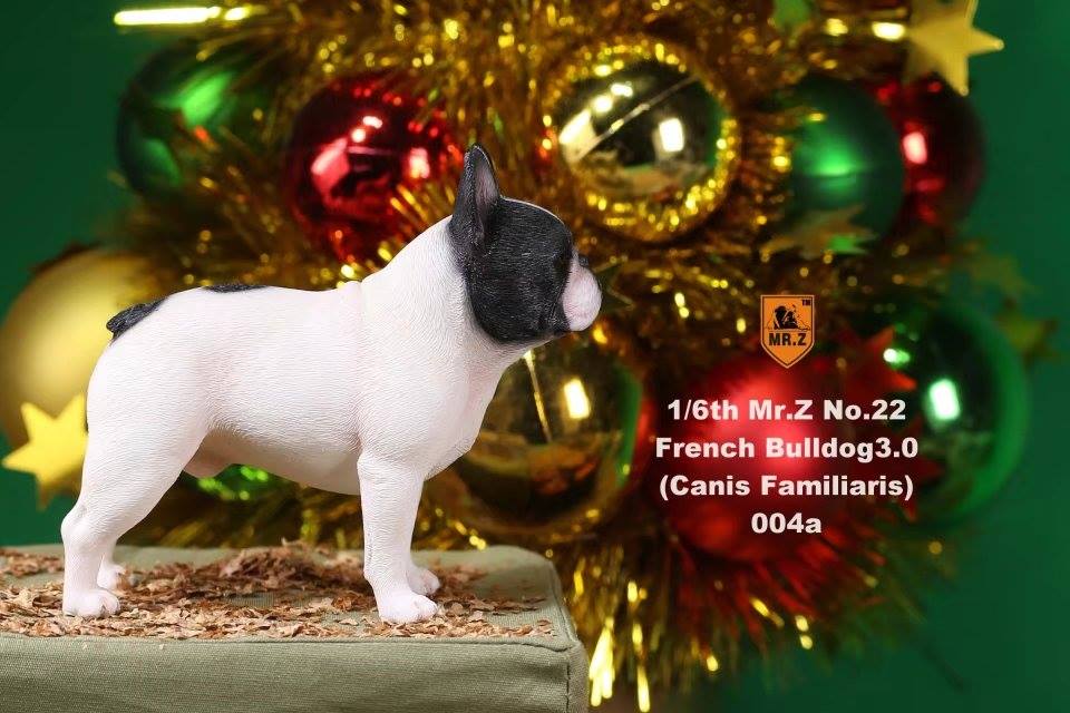 Mr. Z - Real Animal Series No. 22 - French Bulldog 3.0 004a+b (1/6 Scale)