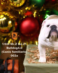 Mr. Z - Real Animal Series No. 21 - British Bulldog 4.0 002a+b (1/6 Scale) - Marvelous Toys