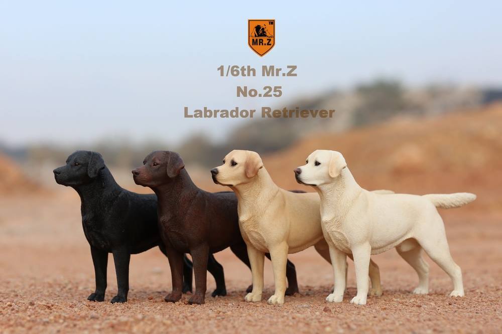 Mr. Z - Real Animal Series No. 25 - Labrador Retriever 001 (1/6 Scale) - Marvelous Toys