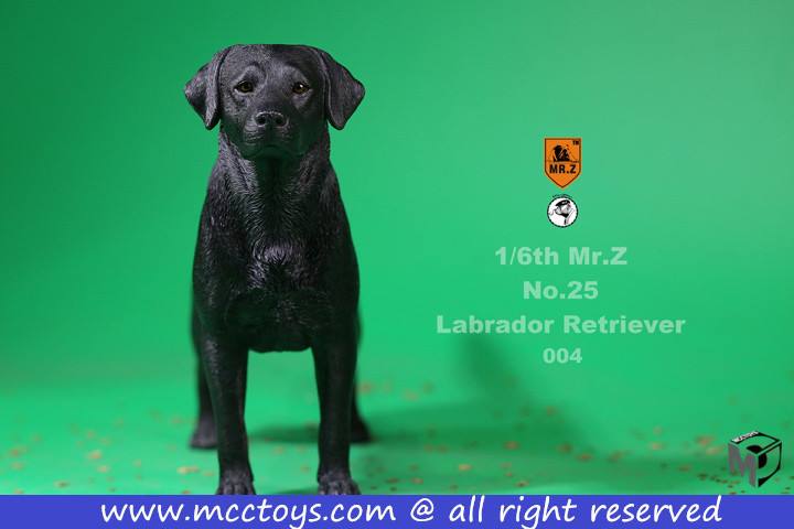 Mr. Z - Real Animal Series No. 25 - Labrador Retriever 004 (1/6 Scale) - Marvelous Toys