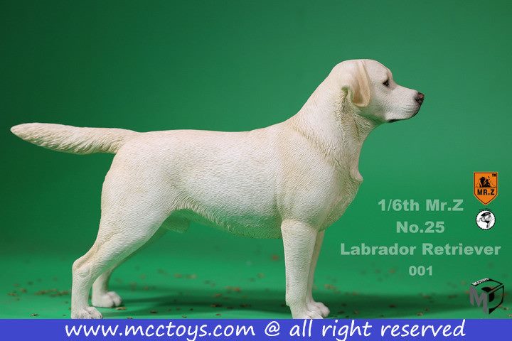 Mr. Z - Real Animal Series No. 25 - Labrador Retriever 001 (1/6 Scale) - Marvelous Toys