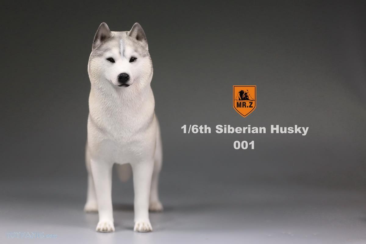 Mr. Z - Real Animal Series No. 16 - Siberian Husky 001 (1/6 Scale) - Marvelous Toys