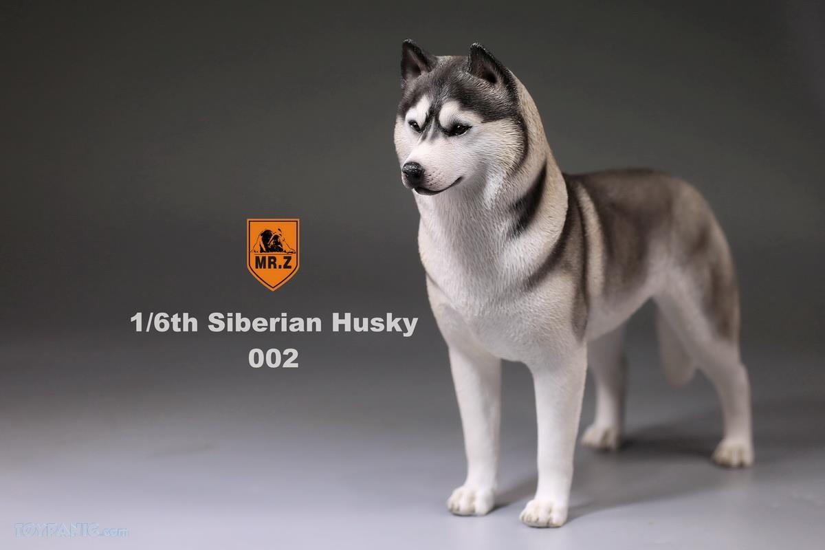 Mr. Z - Real Animal Series No. 16 - Siberian Husky 002 (1/6 Scale) - Marvelous Toys