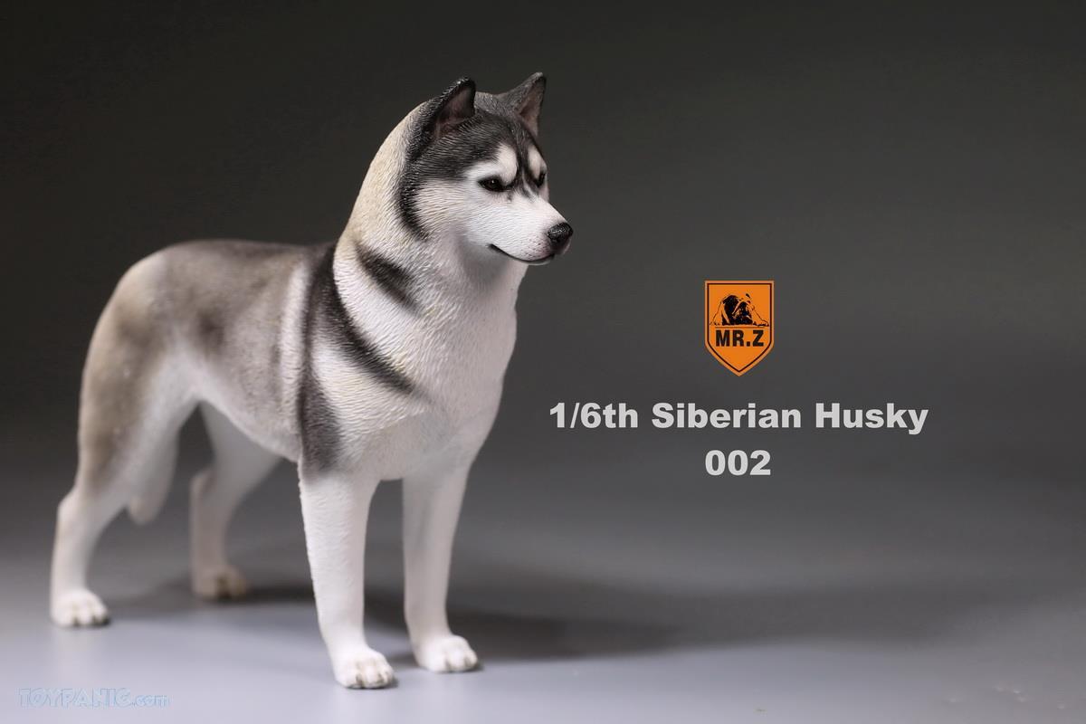 Mr. Z - Real Animal Series No. 16 - Siberian Husky 002 (1/6 Scale) - Marvelous Toys