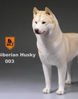 Mr. Z - Real Animal Series No. 16 - Siberian Husky 003 (1/6 Scale) - Marvelous Toys