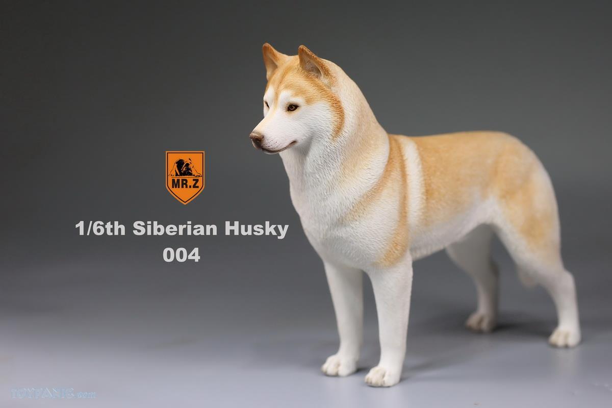 Mr. Z - Real Animal Series No. 16 - Siberian Husky 004 (1/6 Scale) - Marvelous Toys