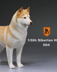 Mr. Z - Real Animal Series No. 16 - Siberian Husky 004 (1/6 Scale) - Marvelous Toys