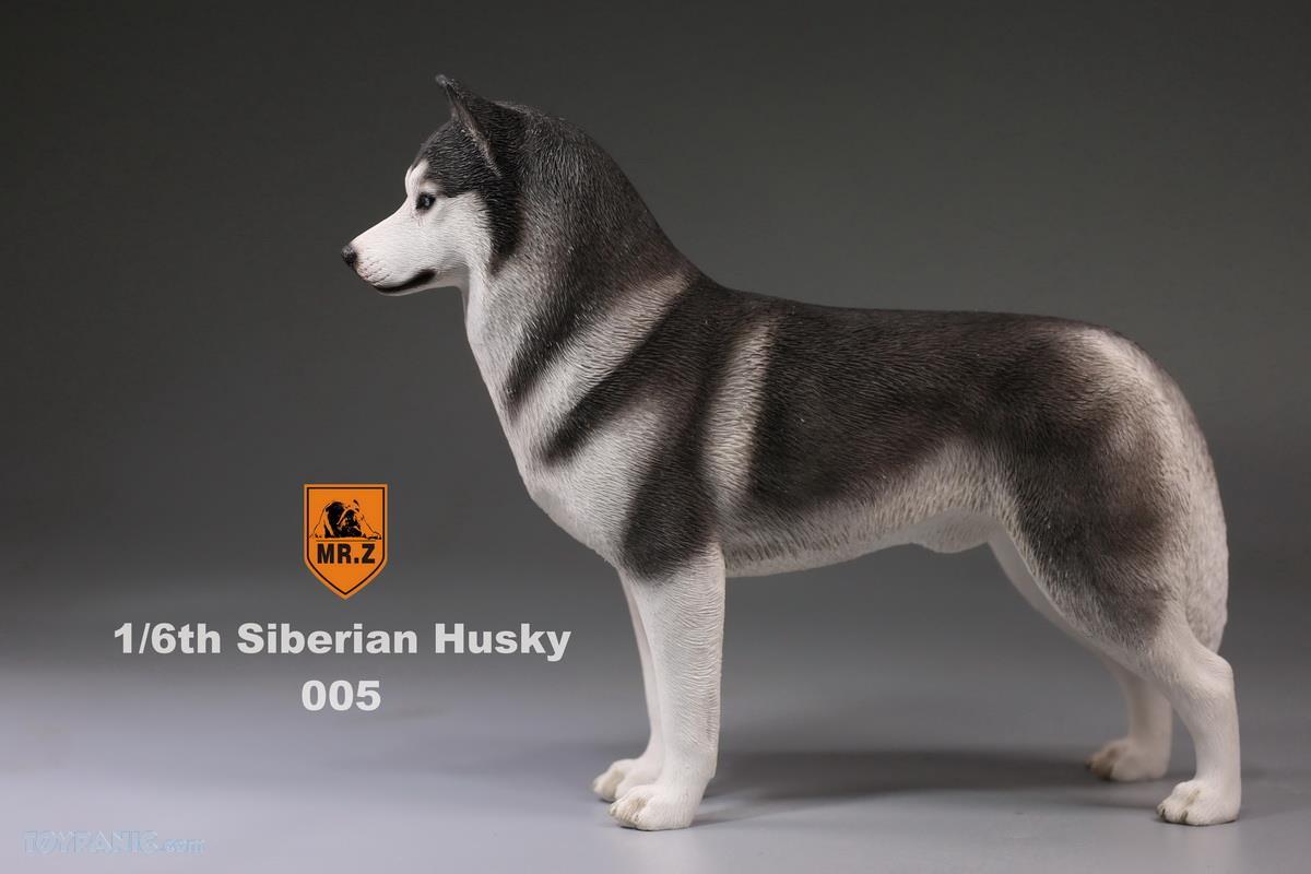 Mr. Z - Real Animal Series No. 16 - Siberian Husky 005 (1/6 Scale) - Marvelous Toys