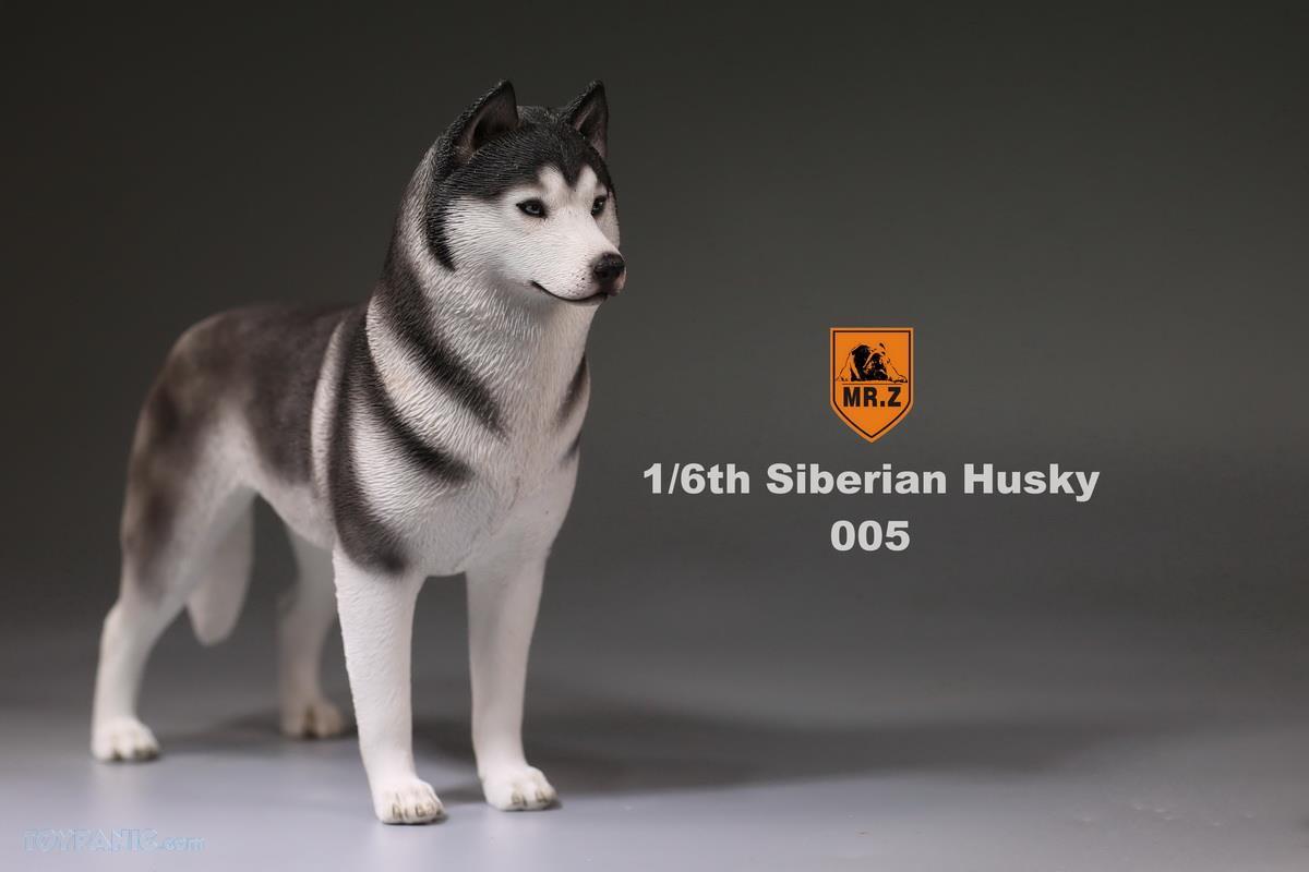 Mr. Z - Real Animal Series No. 16 - Siberian Husky 005 (1/6 Scale) - Marvelous Toys