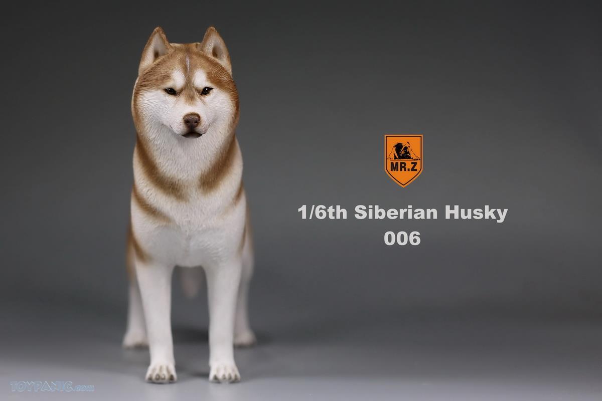 Mr. Z - Real Animal Series No. 16 - Siberian Husky 006 (1/6 Scale) - Marvelous Toys
