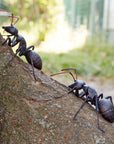 Kaiyodo - RevoGeo No. 09 - Japanese Carpenter Ants (Camponotus japonicus) (Set of 2) - Marvelous Toys