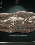 Star Ace Toys - Wonders of the Wild - Tyrannosaurus Fossil Replica - Marvelous Toys
