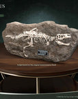 Star Ace Toys - Wonders of the Wild - Tyrannosaurus Fossil Replica - Marvelous Toys